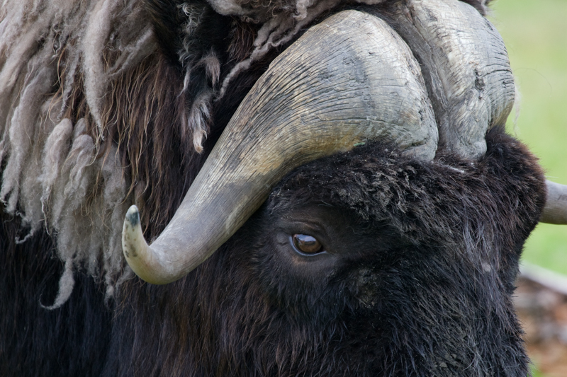 Musk Ox.jpg :: A Musk Ox stares on in a very large wildlife conservatory in Alaska (in very large captivity) (A2:3) (LE3k)