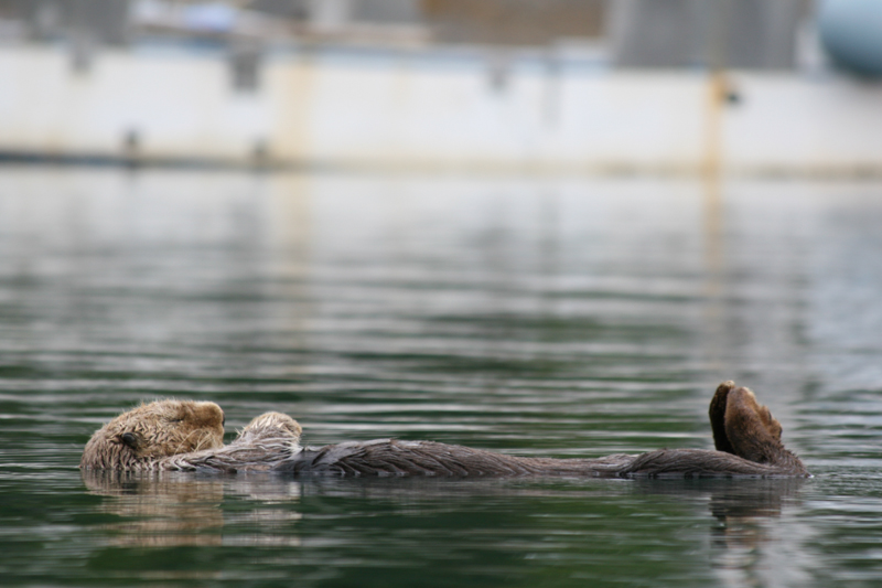 Nap Time.jpg :: When an otter needs to sleep, they float along and cuttle up.  (in the wild) (A2:3) (LE3k)