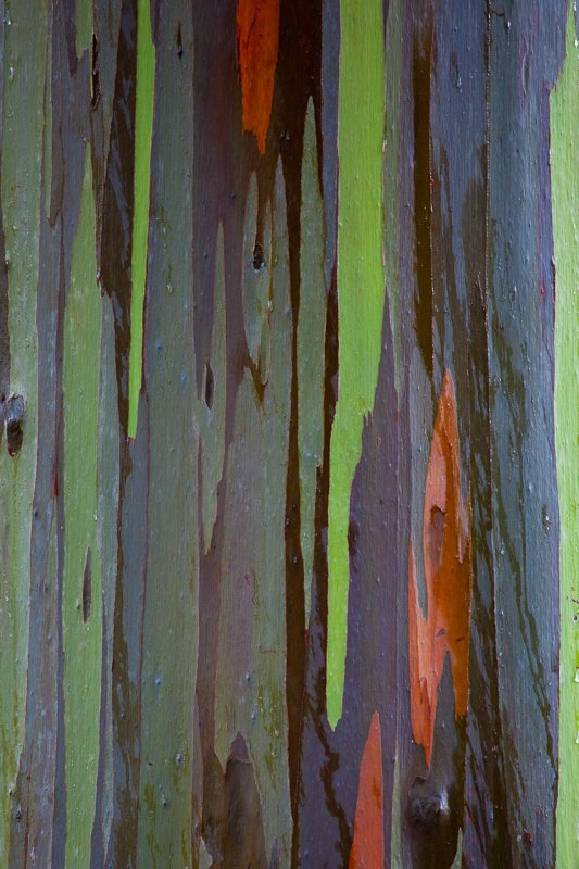 Natures Lively Side.jpg :: In Tropical zones, these Rainbow Eucalyptus trees show off amazing colors. (A2:3) (LE4k)