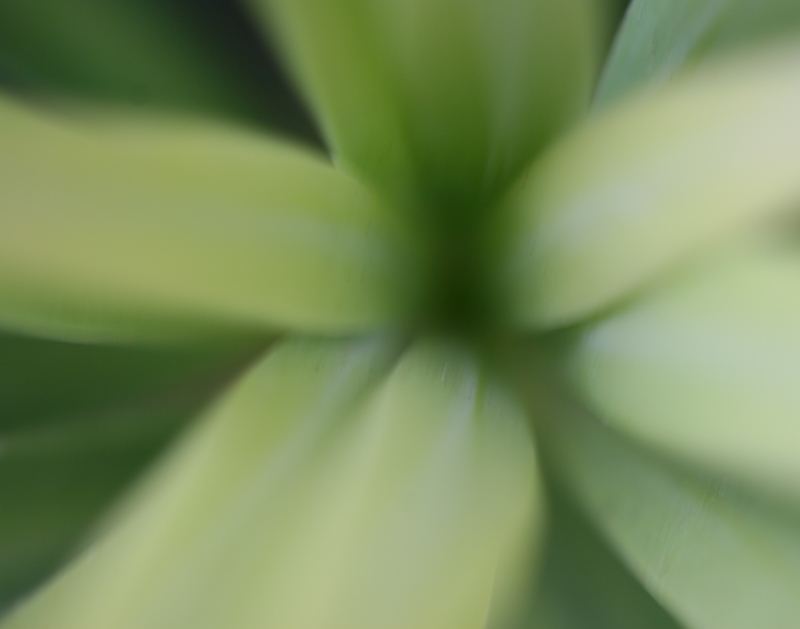 Natures draw.jpg :: Converging leaves create a drawing abstract. (A3:4) (LE2k)