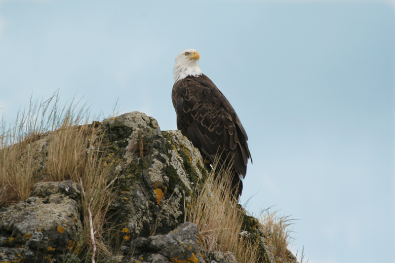 On Watch.jpg :: This Bald Eagle is on watch for enemy or food.  (in the wild) (A2:3) (LE3k)