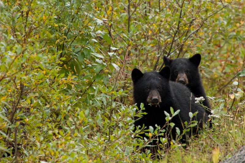 Pair of Cubs.jpg :: This pair of cubs was along side the road as we drove through the Yukon.  We didn't see mom.  (in the wild) (A2:3) (LE3k)