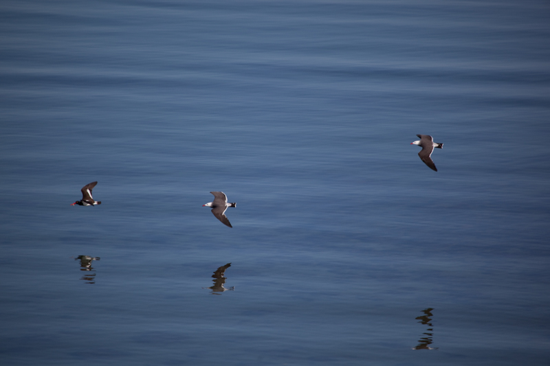 Peaceful Glide.jpg :: There is something poetic about the flight of birds in a group and with their flight reflected on the rippling water it adds a sense of calm. (A2:3) (LE5k)
