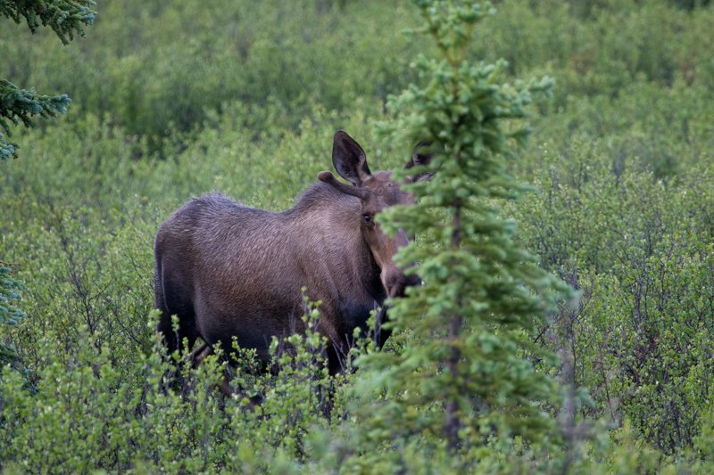 Peek-a-boo Moose_.jpg :: A young moose peeps from behind a tree.  (in the wild) (A2:3) (LE3k)