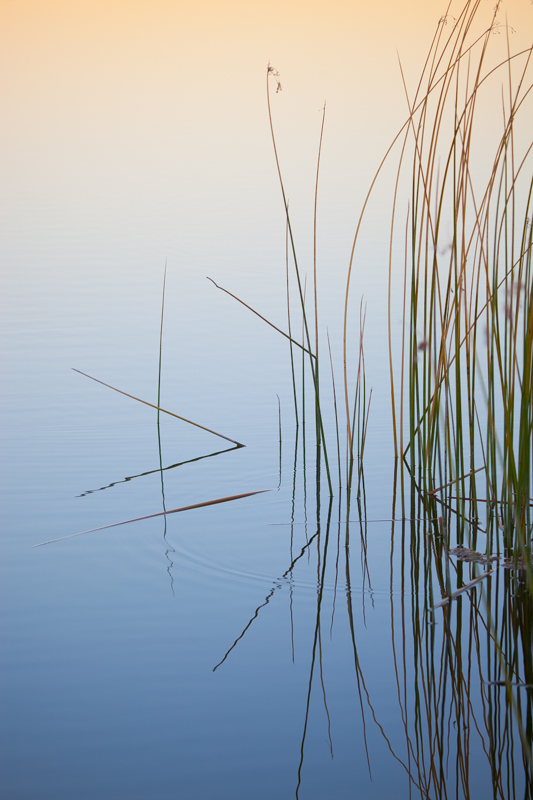 River Calm.jpg :: A peaceful arrangement of reeds with background color provided by the reflection of a vibrant sunset. (A2:3) (LE5k)