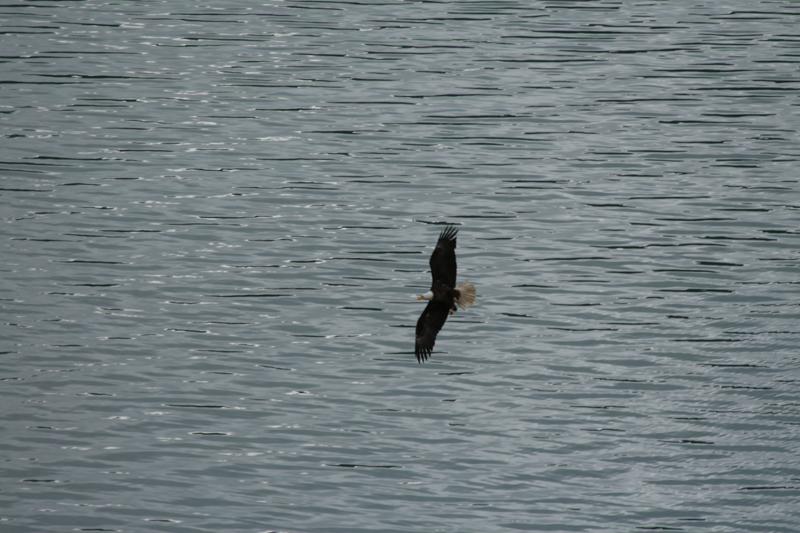 Simply Soaring Bald Eagle.jpg :: This soaring Bald Eagle is backdropped by the pattern of the ripples on the wind swept water surface.  (in the wild) (A2:3) (LE3k)