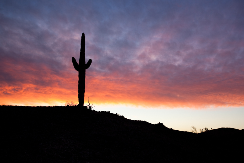 Sunrise Cactus.jpg :: A barro cactus standing guard to a colorful sunset. (A2:3) (LE5k)