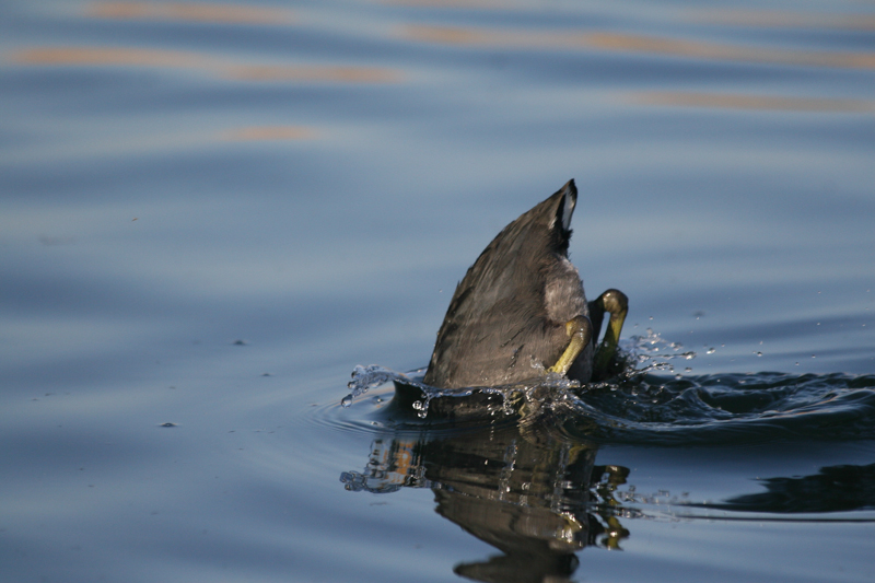 Takein the Plunge1.jpg :: Diving for Lunch (Colorado River) (A2:3) (LE3k)