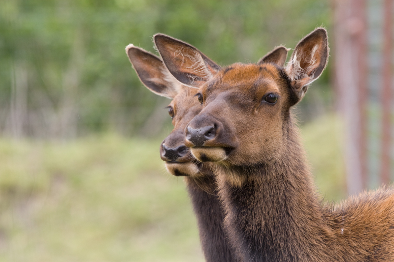 Twin Elk.jpg :: They appear to be twin Elks standing side by side.  (in a conservatory) (A2:3) (LE3k)