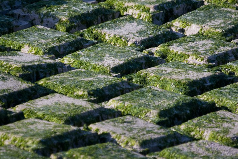 Unused Boat Ramp.jpg :: Nature takes over as this boat ramp is not used.  Soon, left to the persistence of plant life, the paver tiles will be hidden. (A2:3) (LE3k)
