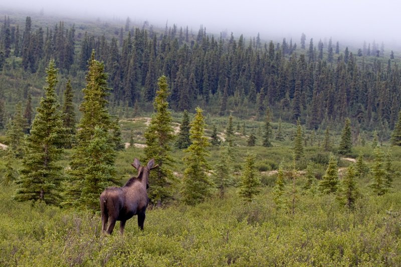 Watching the weather.jpg :: A moose seems to be watching the weather as we are.  (in the wild) (A2:3) (LE2k)