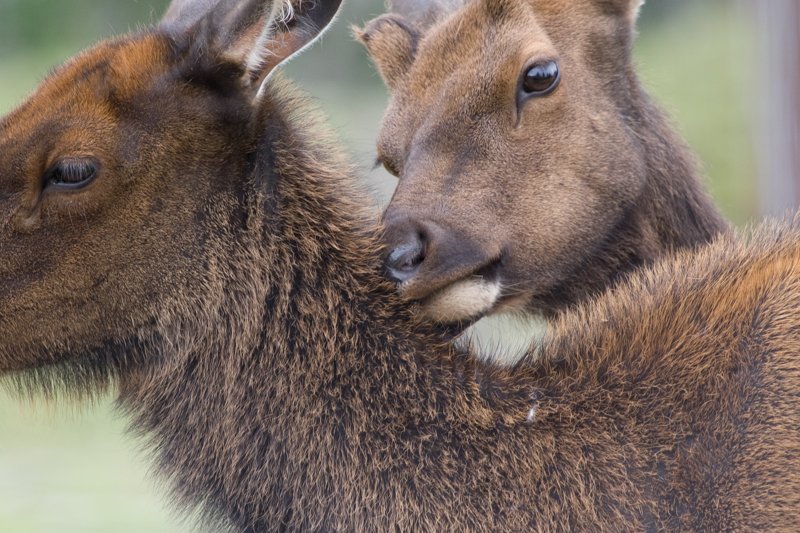 Young Elk.jpg :: One young Elk nudging the next.  Must be good friends.  (in a conservatory) (A2:3) (LE2k)