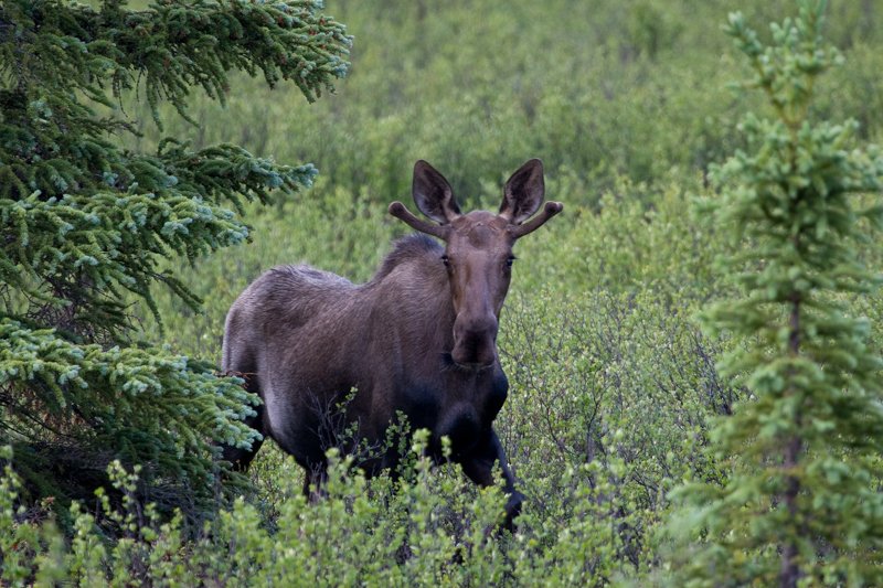 Young Moose.jpg :: A young moose steps out from behind a tree to see what's going on.  (in the wild) (A2:3) (LE3k)