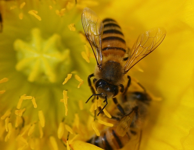 bee wing1.jpg :: Daily Harvest (Balboa Park, San Diego) (A3:4) (LE1k)