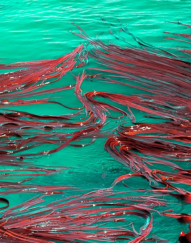 different kind of kelp.jpg :: kk