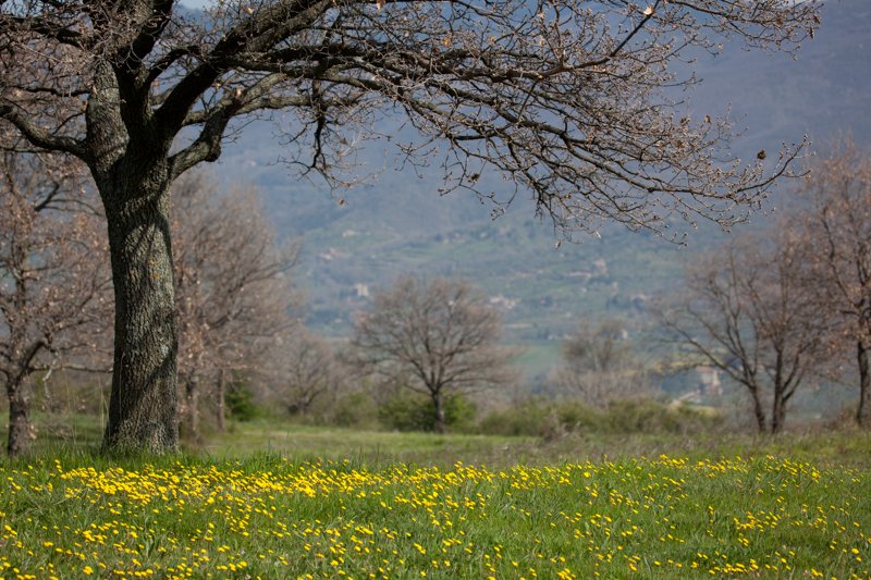 italy_090409_19791.jpg :: (A2:3) (LE5k)