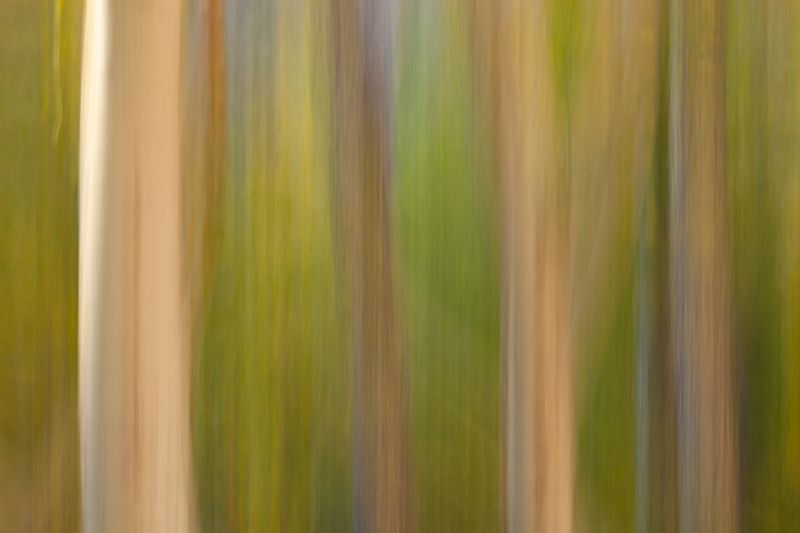 A walk in the Woods1.jpg :: The morning sun lights up the trees from the side on this walk in the woods. (A2:3)(LE5k)