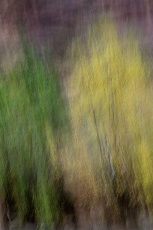Autumn Etching.jpg :: Trees at the base of the rock face. (A2:3) (LE7k)