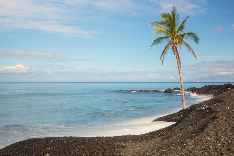 Perseverance.jpg :: A poster for strength, this lone palm has survived the ocean's surf. (A2:3) (LE7k)