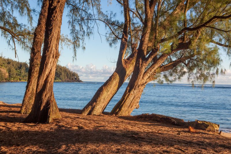 Warm Kauai.jpg :: Sunrise warms these trees on the North Shore of Kauai. (A1:2) (LE5k)