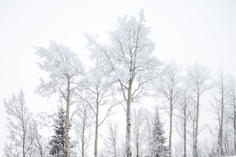 Winters Leaves.jpg :: Aspens without leaves but coated by the first snow of the season.(A2:3) (LE8k)