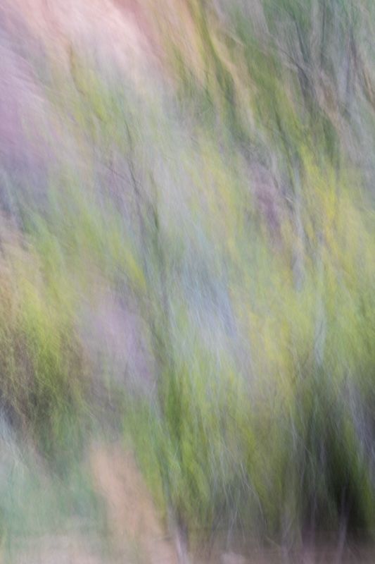 Zion Walls.jpg :: Bushes and Rock create a pastel like image. (A2:3) (LE7k)