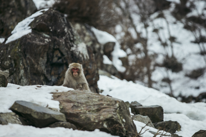 ralphie_65U1841(2).jpg :: Location: Nozawa Japan Photo: Bryan Ralph