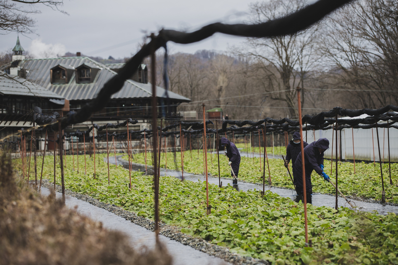 ralphie_65U7295(2).jpg :: Subject: Wasabi Farmers  Location: Toyoshina, Japan  Photo: Bryan Ralph
