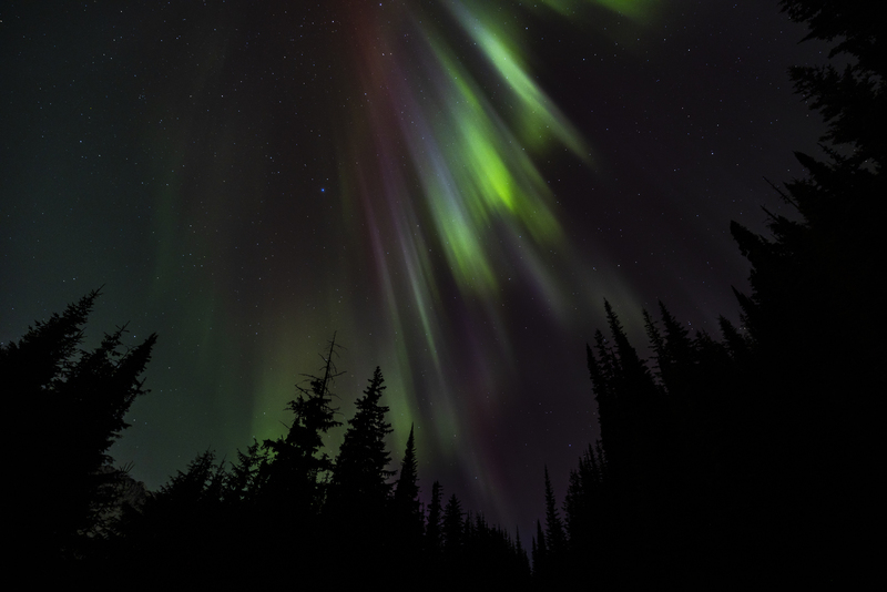 ralphie_I1A7415.jpg :: @ralphie.ca