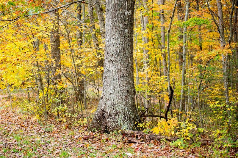 DSC_2450.jpg