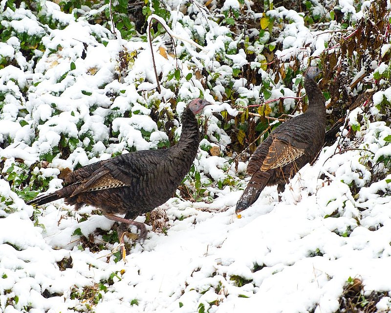 DSC_3441.jpg