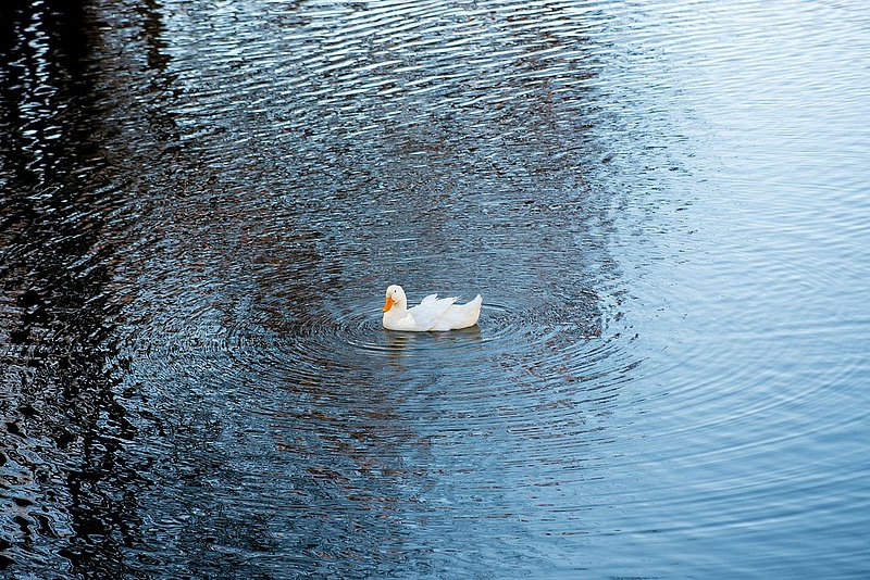 DSC_3705.jpg
