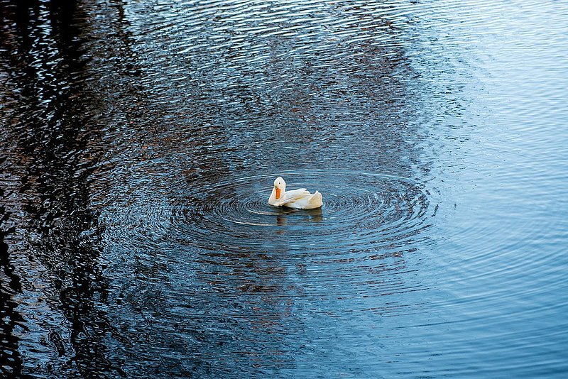 DSC_3707.jpg
