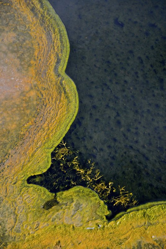 Algae 1.jpg