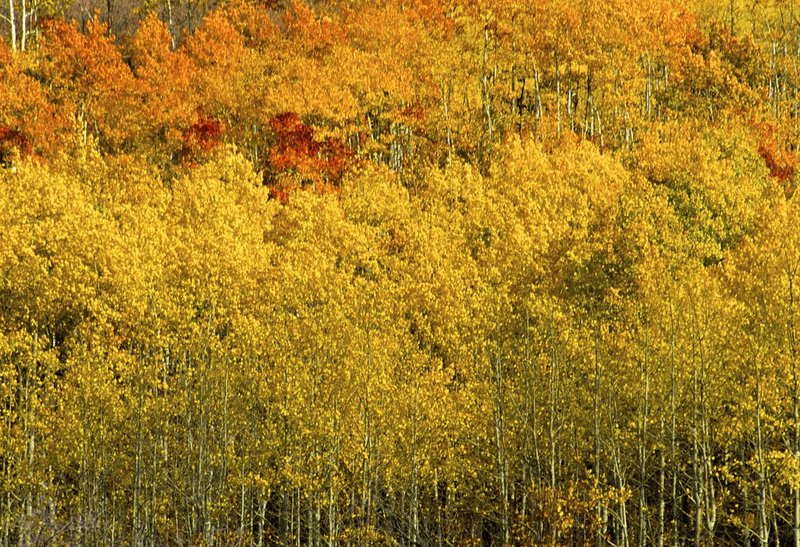 Aspen trees Utah.jpg
