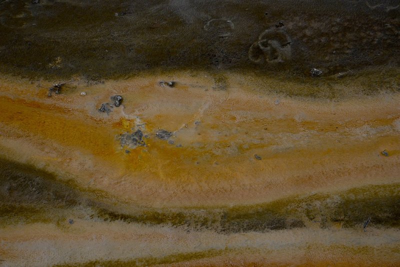 Bison Track 1.jpg