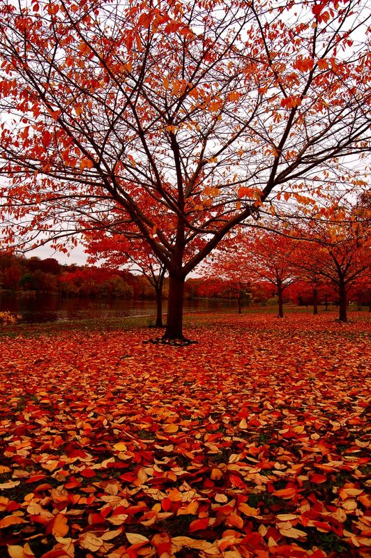 Fairmont Park Philadelphia.jpg