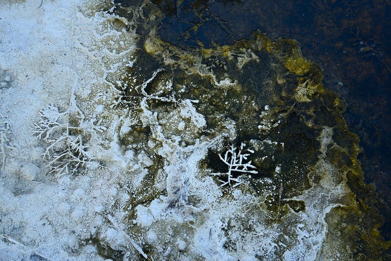 Frozen Algae.jpg
