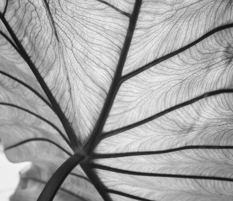 Leaf Veins.jpg :: OLYMPUS DIGITAL CAMERA