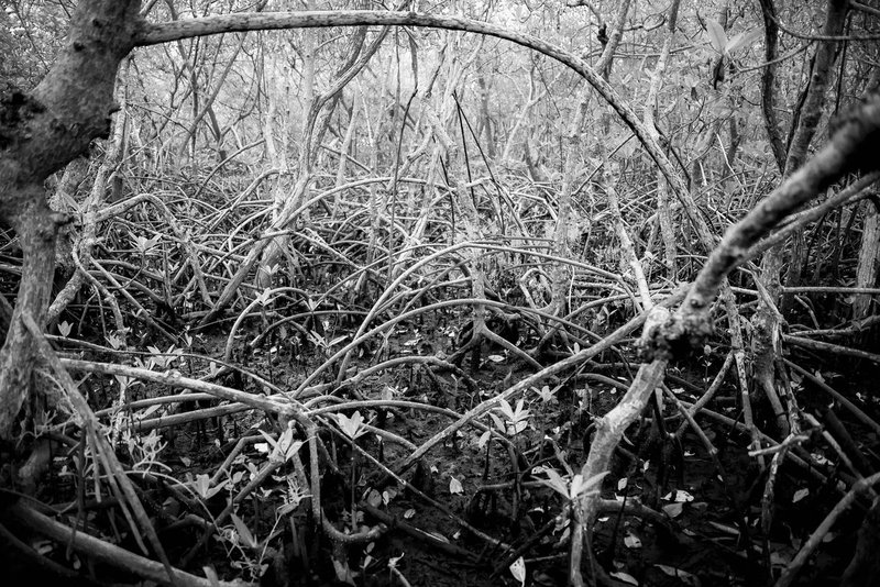 Mangroves.jpg