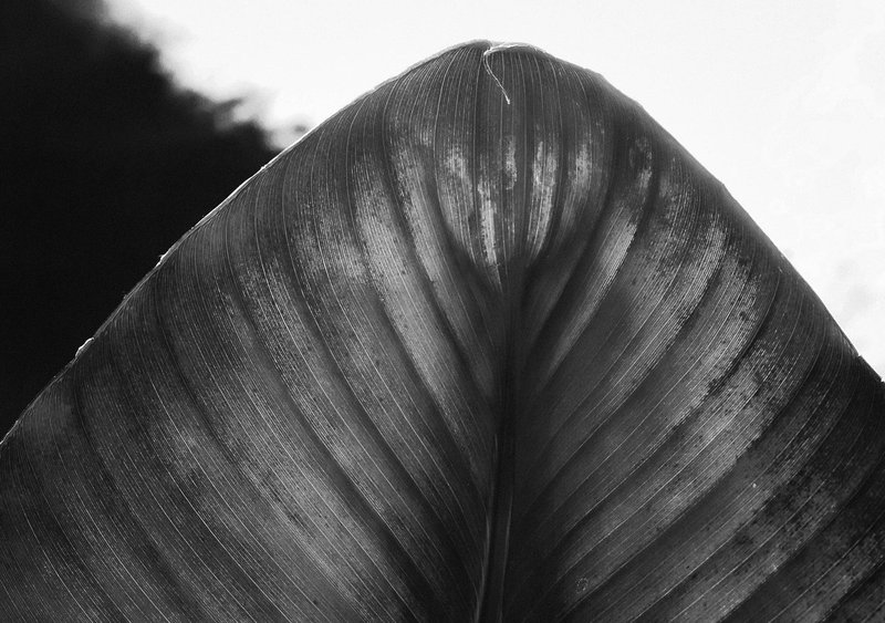 Mount Leaf.jpg :: OLYMPUS DIGITAL CAMERA