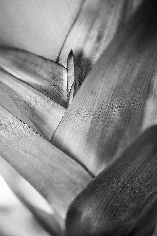 Palm Detail.jpg