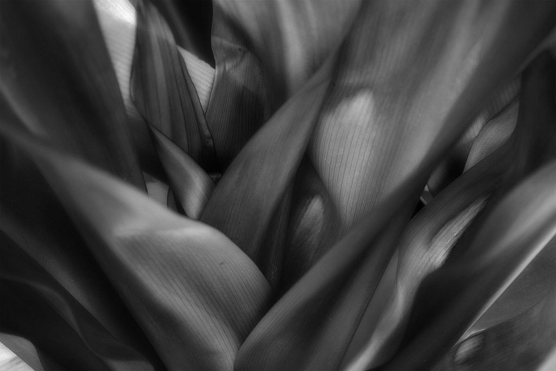 Palm Leaves.jpg