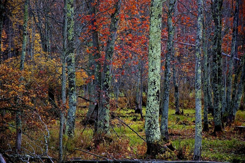 Sapsucker Woods at Cornell.jpg