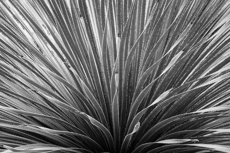 Succulent St Croix.jpg