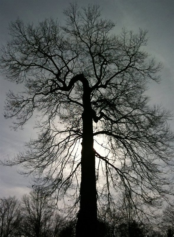 back lit tree Moorestown.jpg :: bak lit tree, Moorestown,NJ