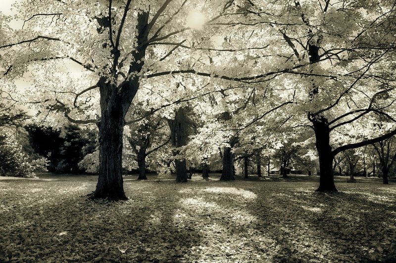backlit.trees.jpg