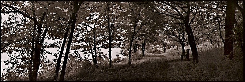 bench at Illinois lake.jpg