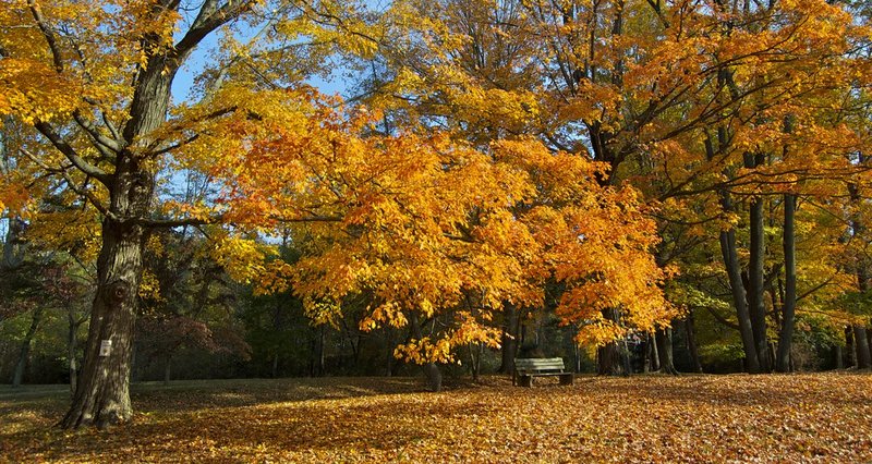 bench under tree.jpg