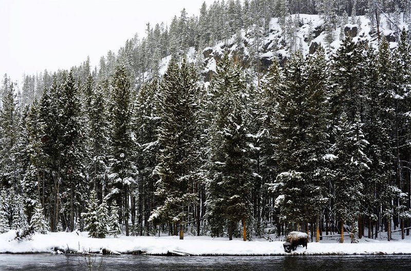 bison by the River.jpg